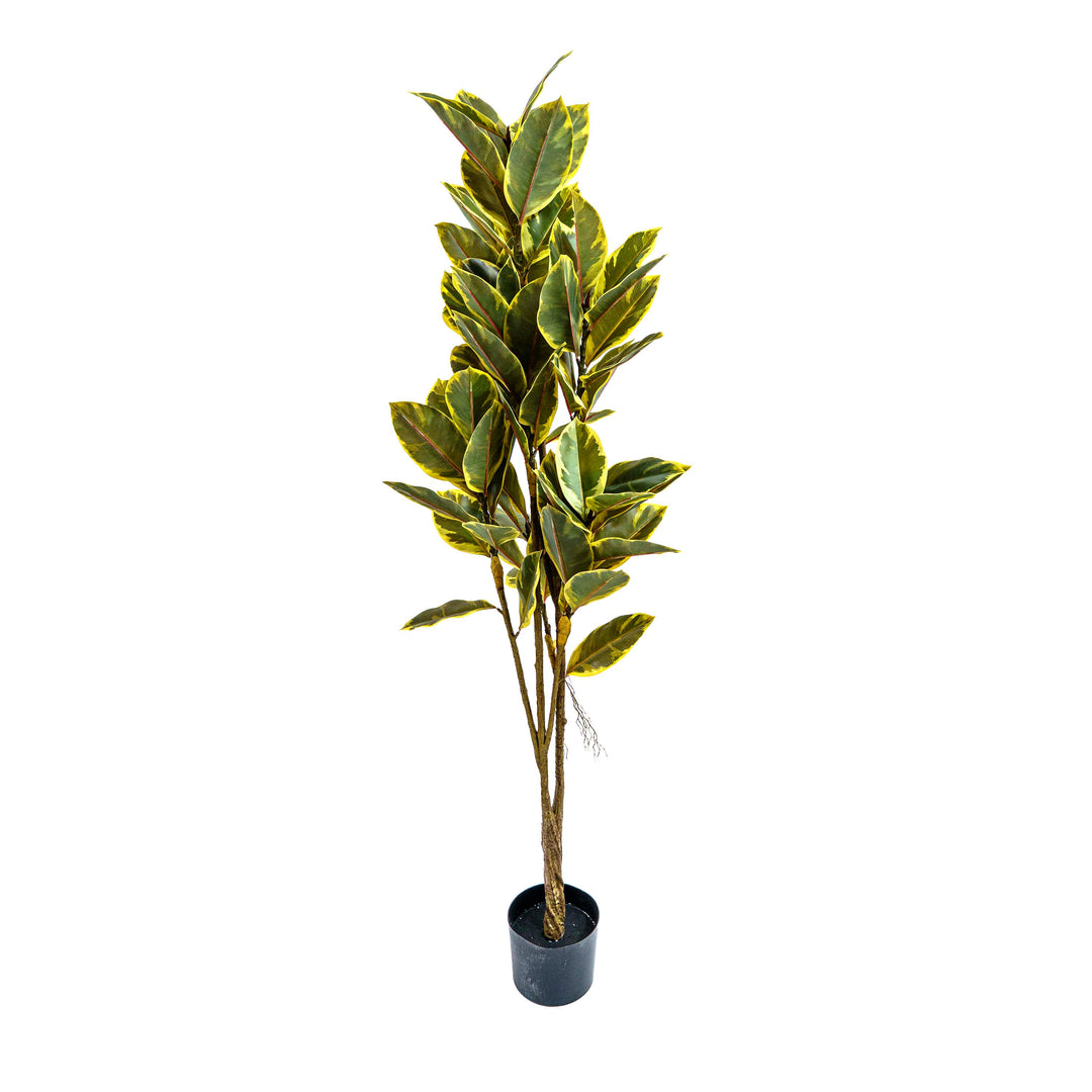 Fuax Golden Edge Ficus Plant