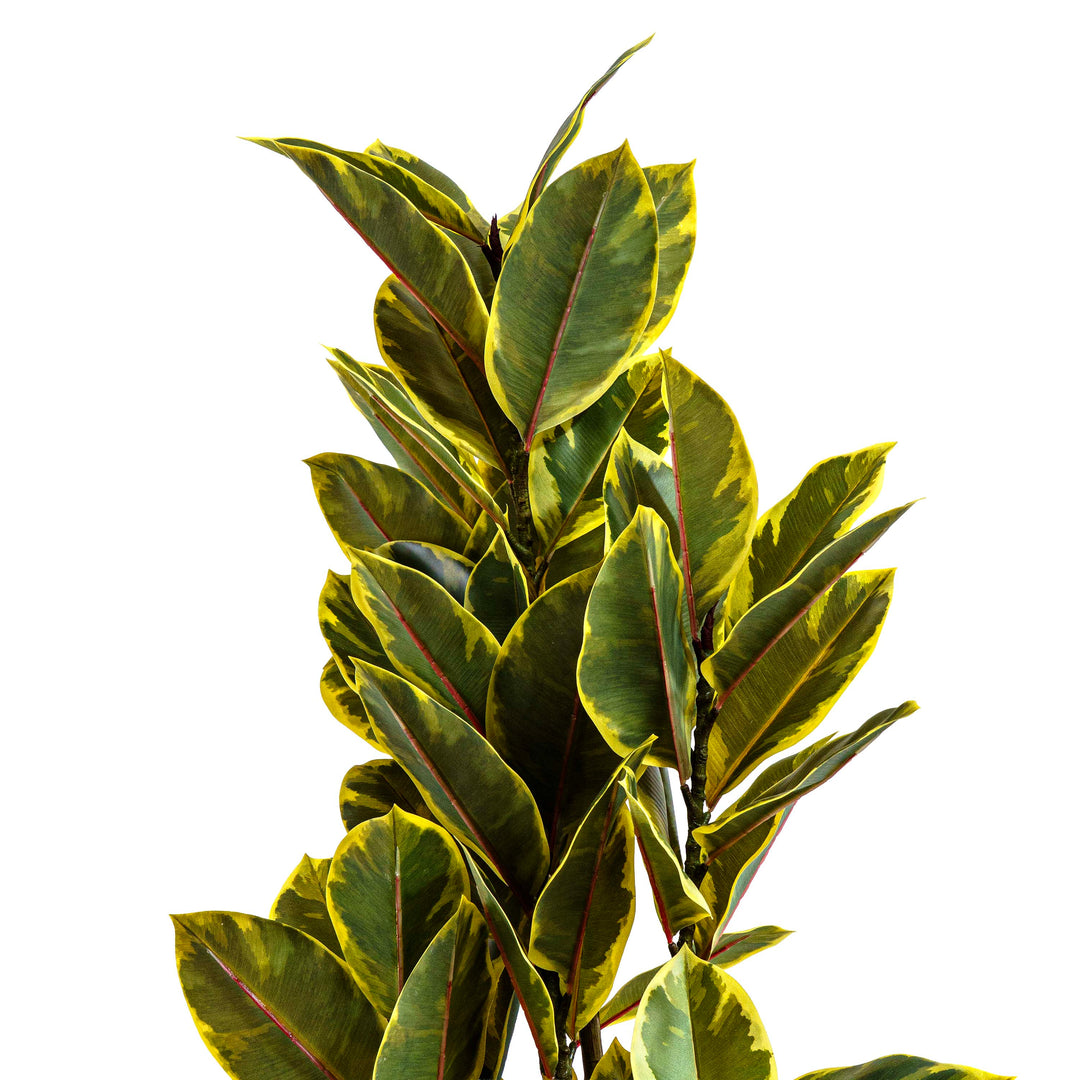 Fuax Golden Edge Ficus Plant