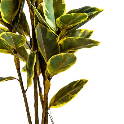 Fuax Golden Edge Ficus Plant