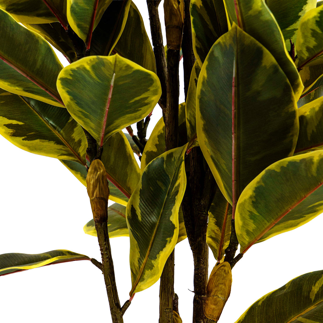Fuax Golden Edge Ficus Plant