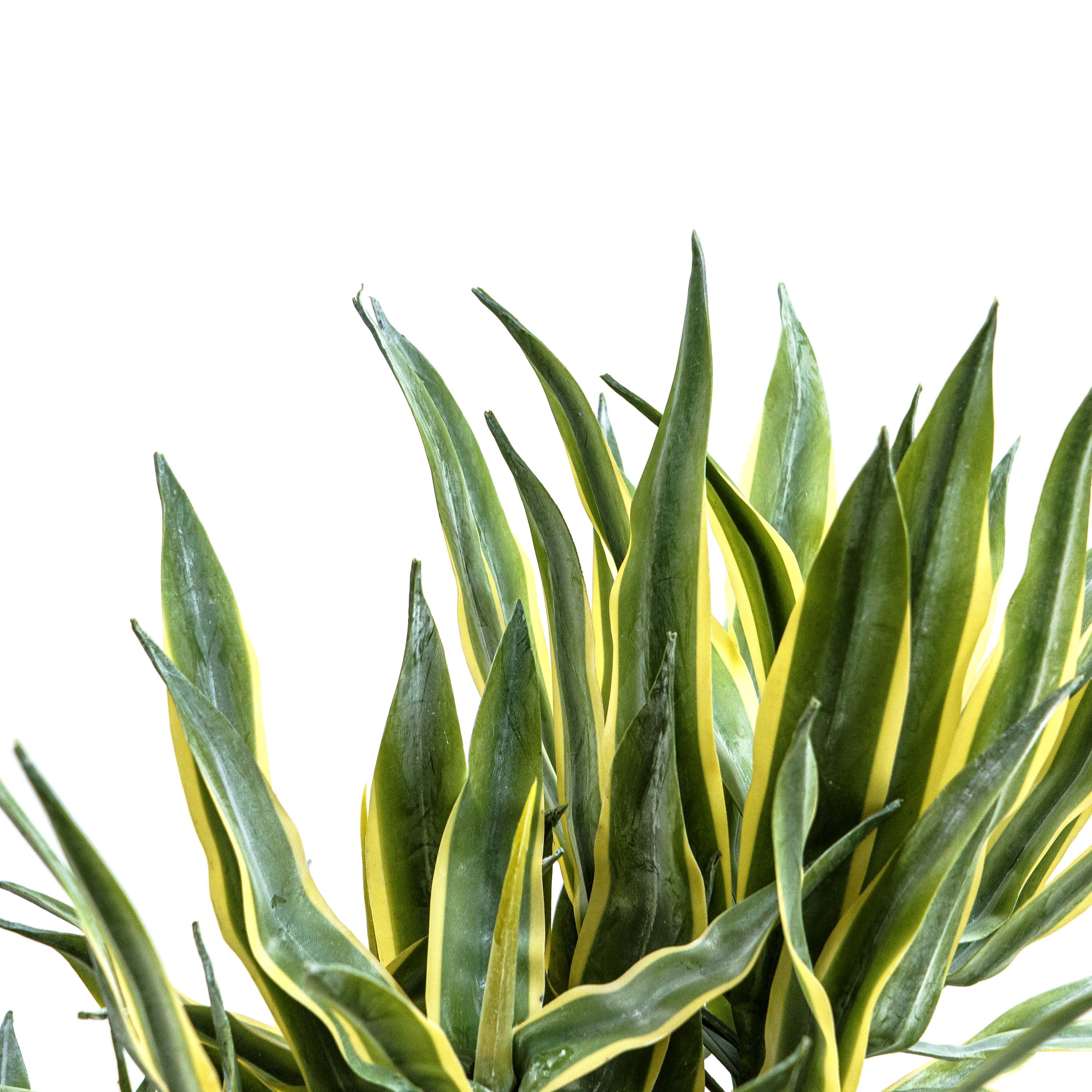 Faux Twin Trunk Agave Plant