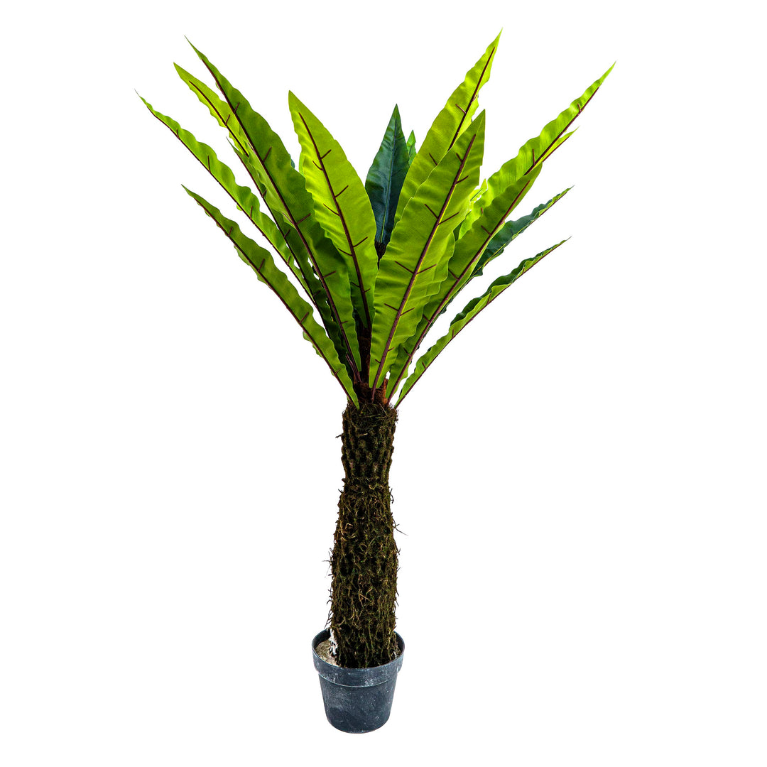 Faux Jungle Crown Cycad Regal
