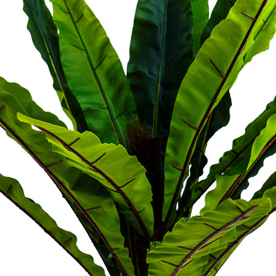 Faux Jungle Crown Cycad Regal