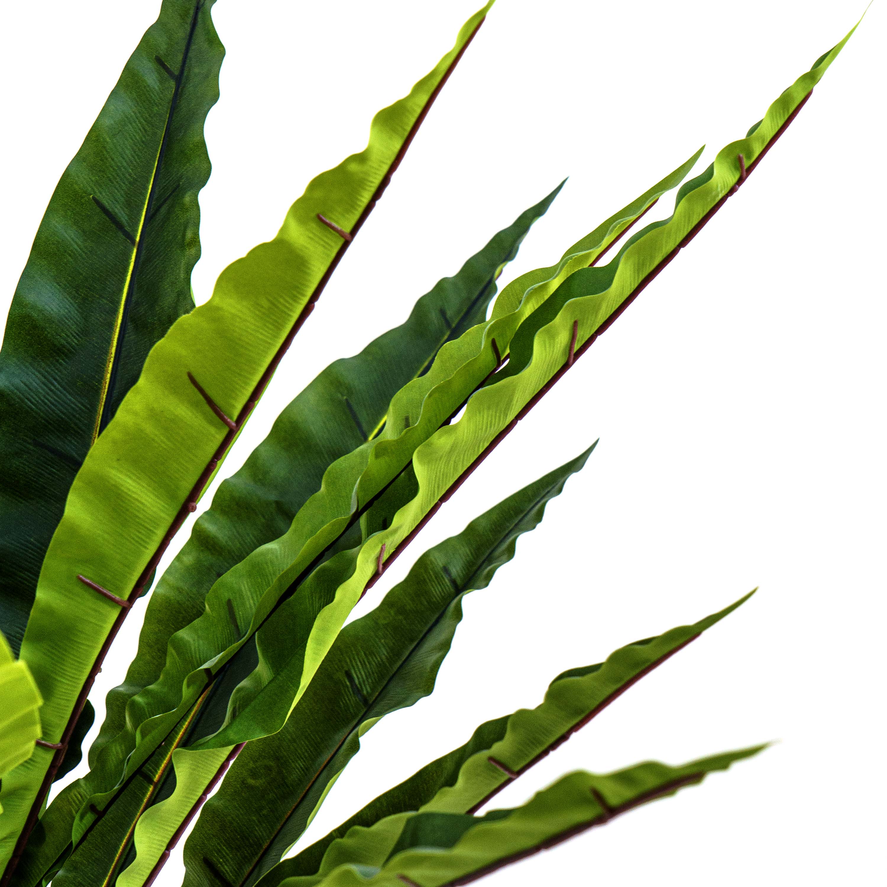 Faux Jungle Crown Cycad Regal
