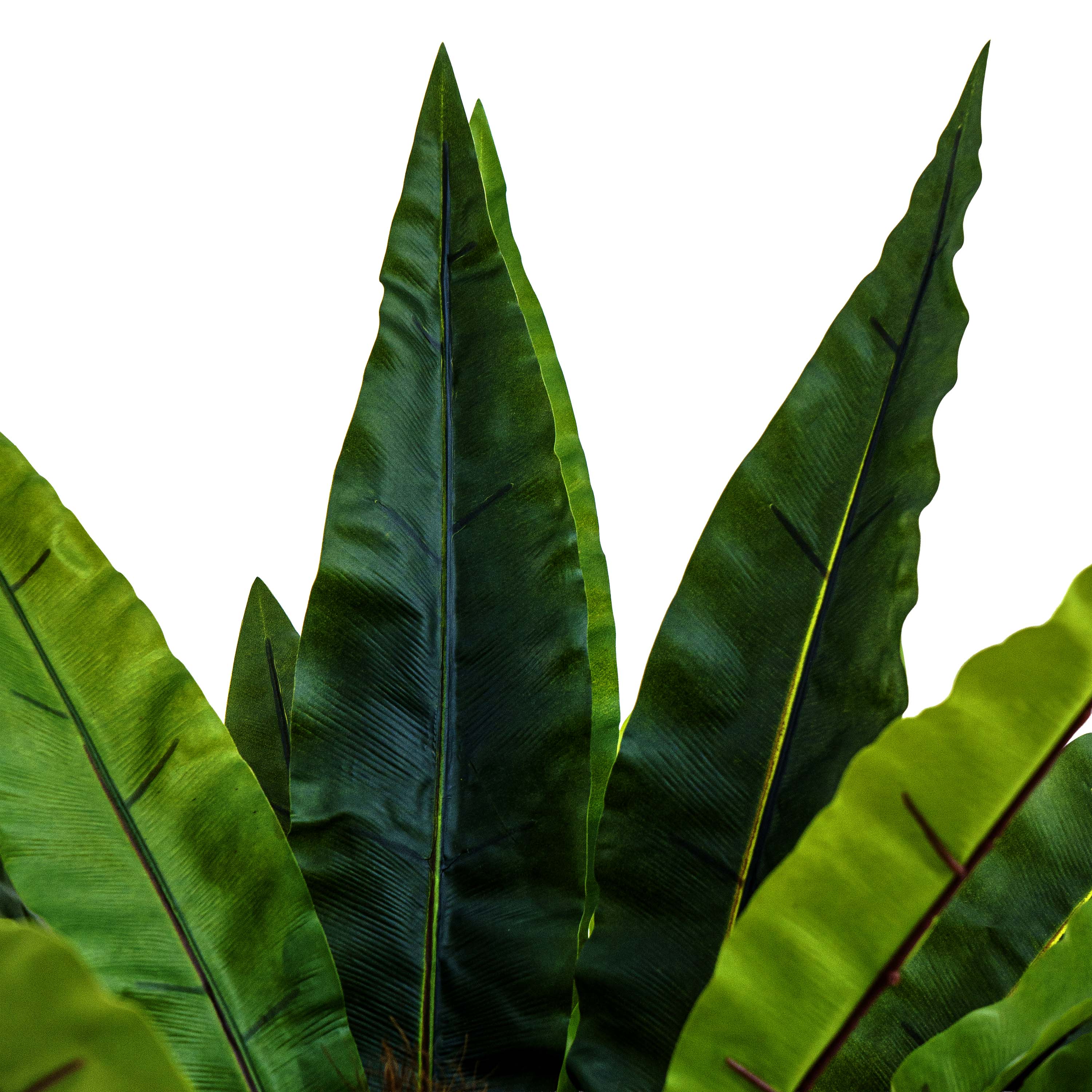 Faux Jungle Crown Cycad Regal