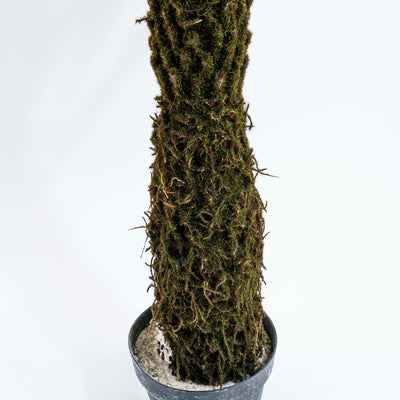 Faux Jungle Crown Cycad Regal