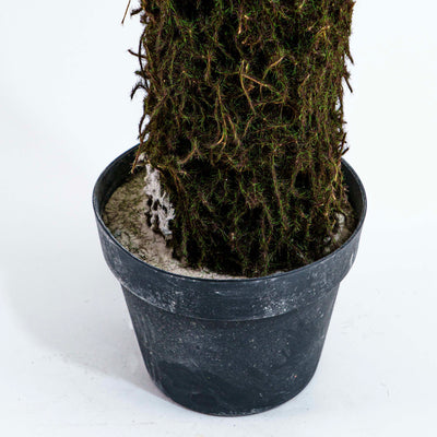 Faux Jungle Crown Cycad Regal