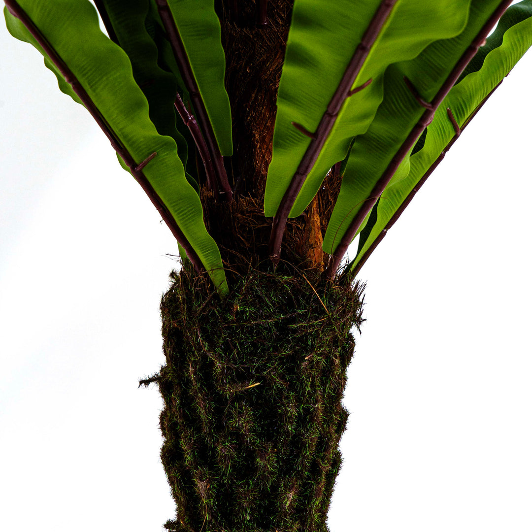 Faux Jungle Crown Cycad Regal