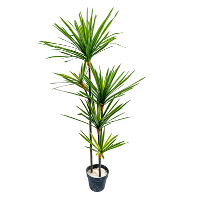 Faux Twin Canopy Dracaena Elegance