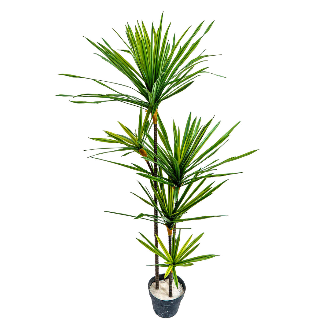 Faux Twin Canopy Dracaena Elegance