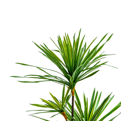 Faux Twin Canopy Dracaena Elegance