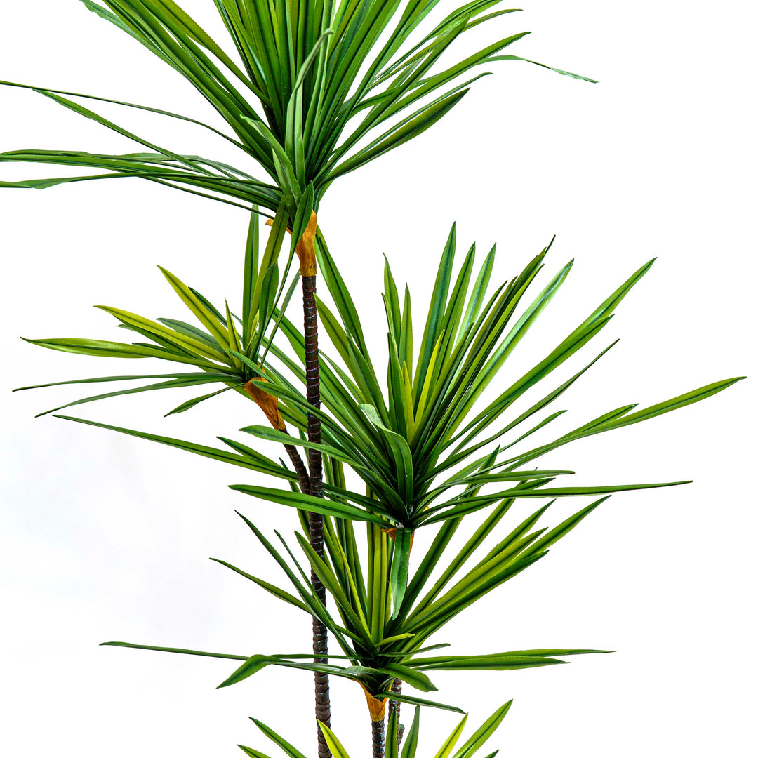 Faux Twin Canopy Dracaena Elegance