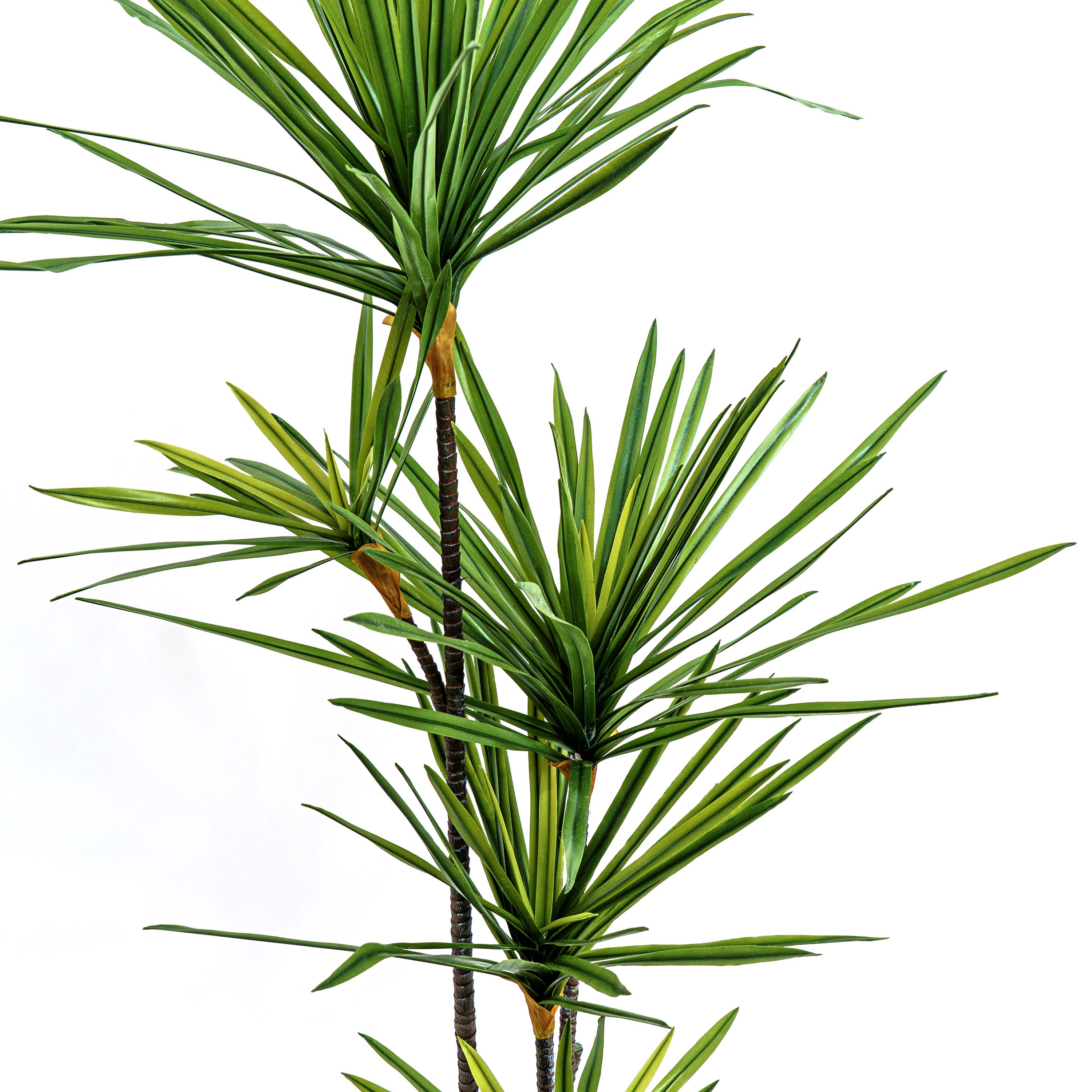 Faux Twin Canopy Dracaena Elegance