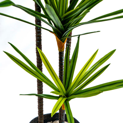 Faux Twin Canopy Dracaena Elegance