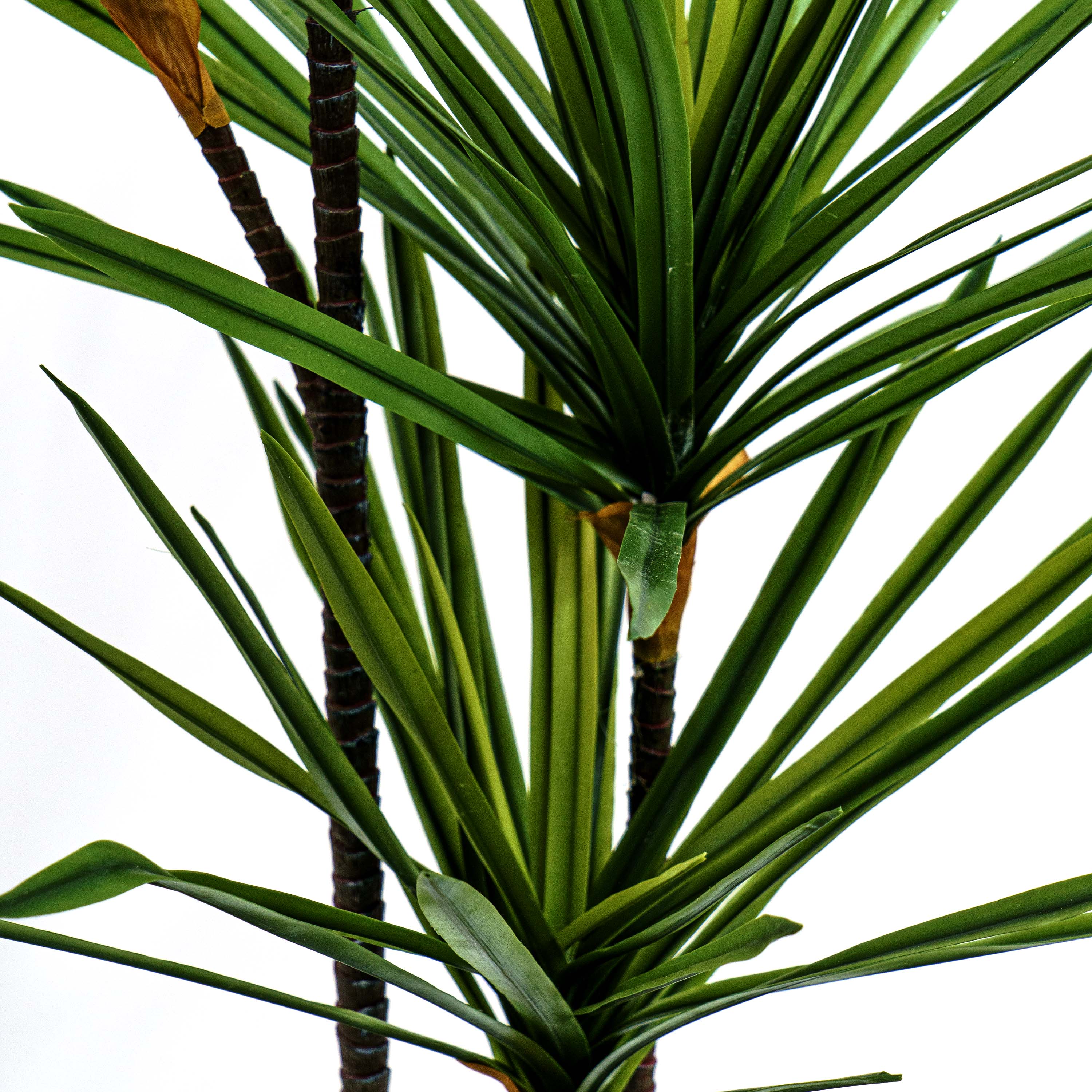 Faux Twin Canopy Dracaena Elegance