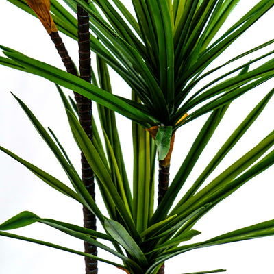 Faux Twin Canopy Dracaena Elegance