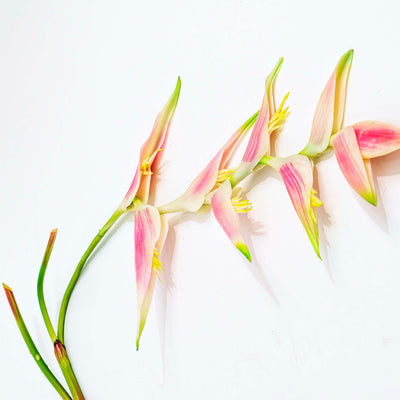 Tropical Heliconia Faux Stem