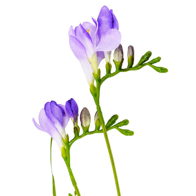 Faux Freesia Stem Blue