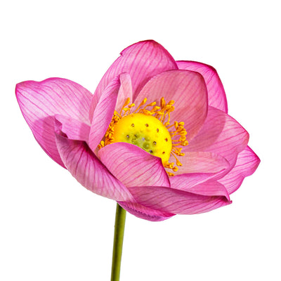 Pink Lotus Faux Stem