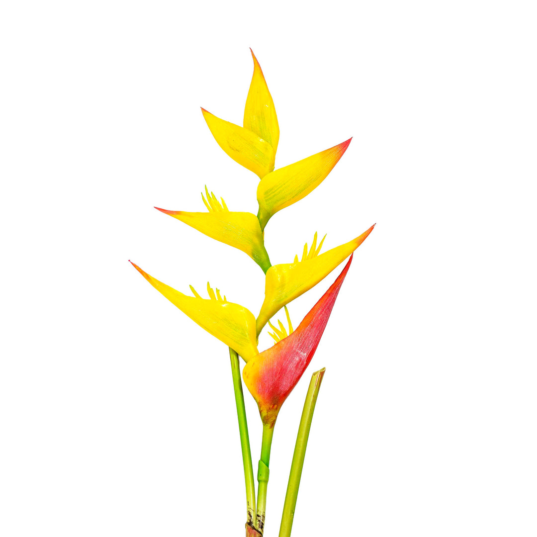 Yellow Heliconia Faux Stem