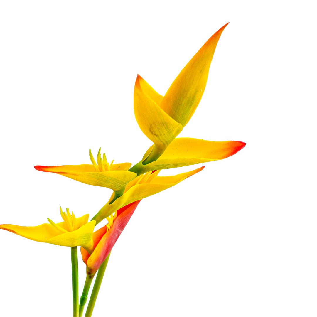 Yellow Heliconia Faux Stem