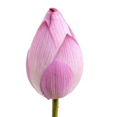 Blush Lotus Faux Stem