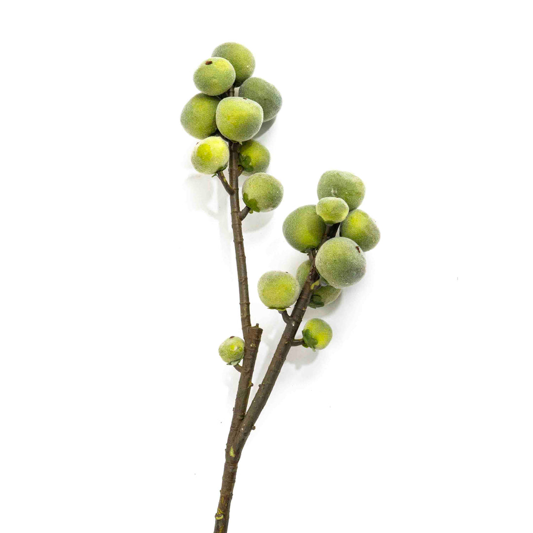 FAUX FIG STEM