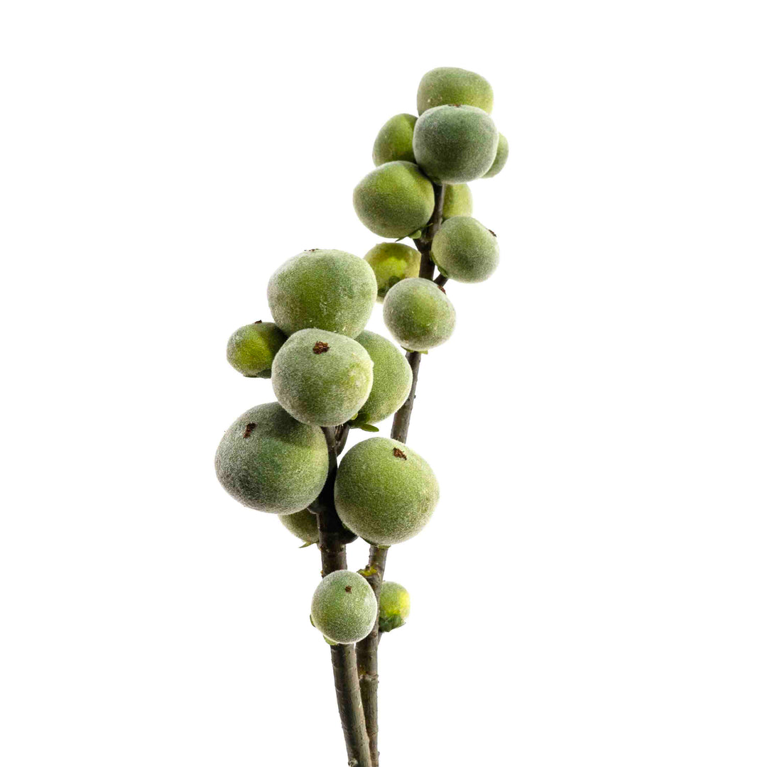 FAUX FIG STEM