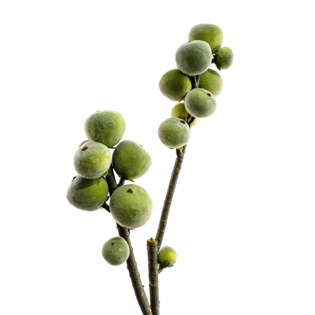 FAUX FIG STEM