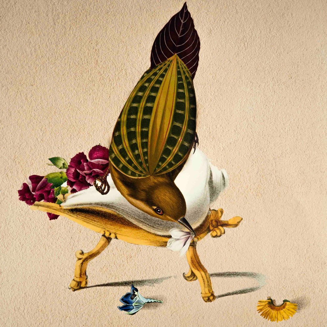 Finch Bird Poster A2