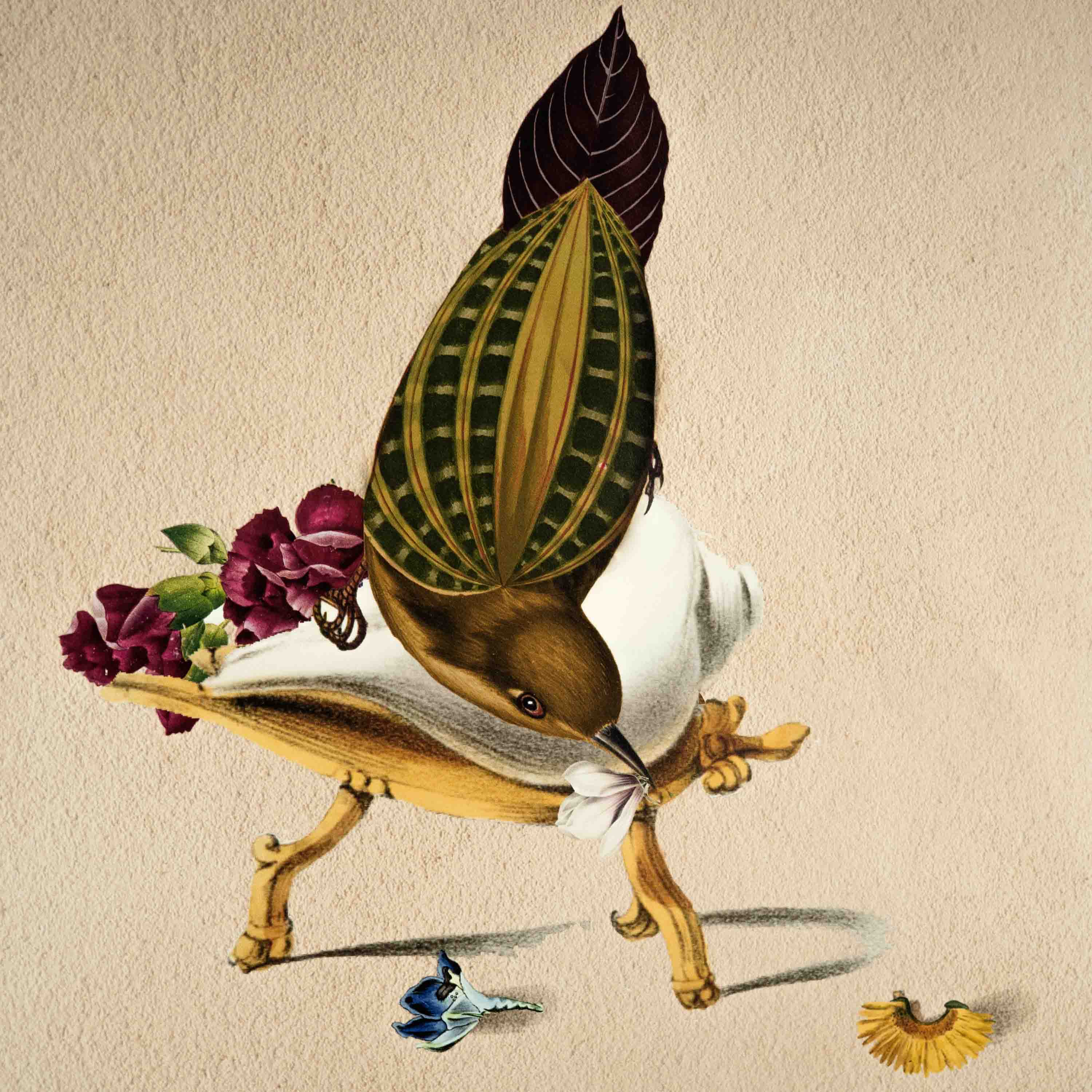 Finch Bird Poster A2