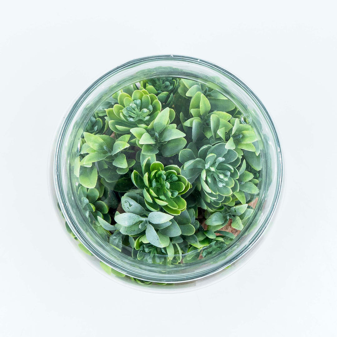 Plant with Jar