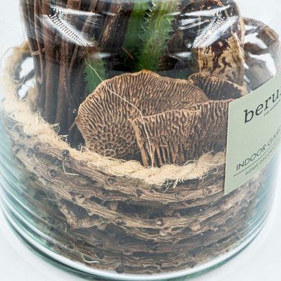 Plant with Jar