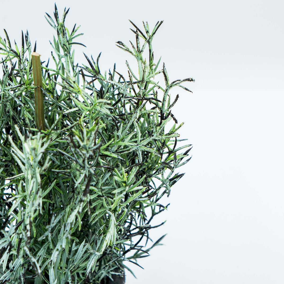 Plant with Pot