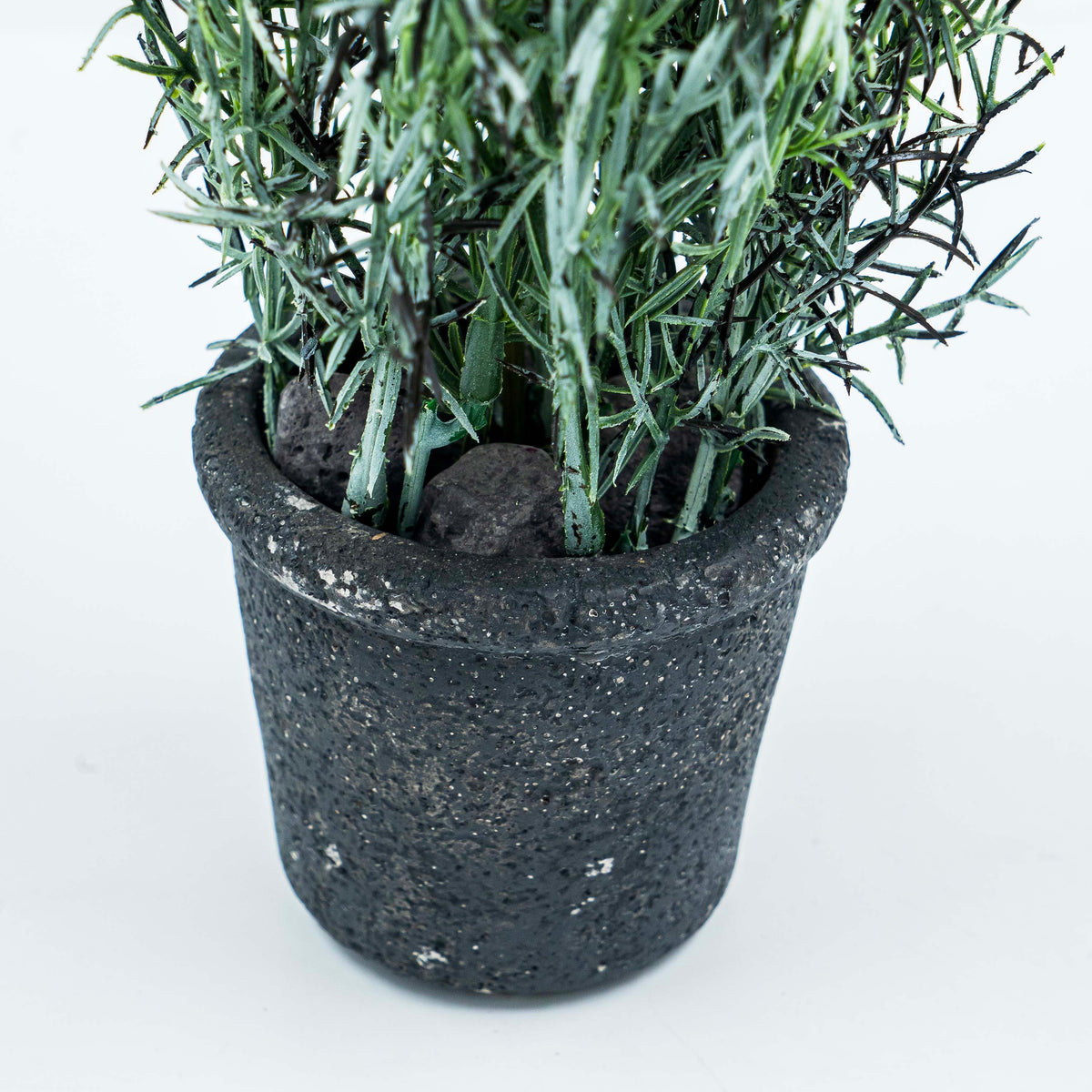 Plant with Pot