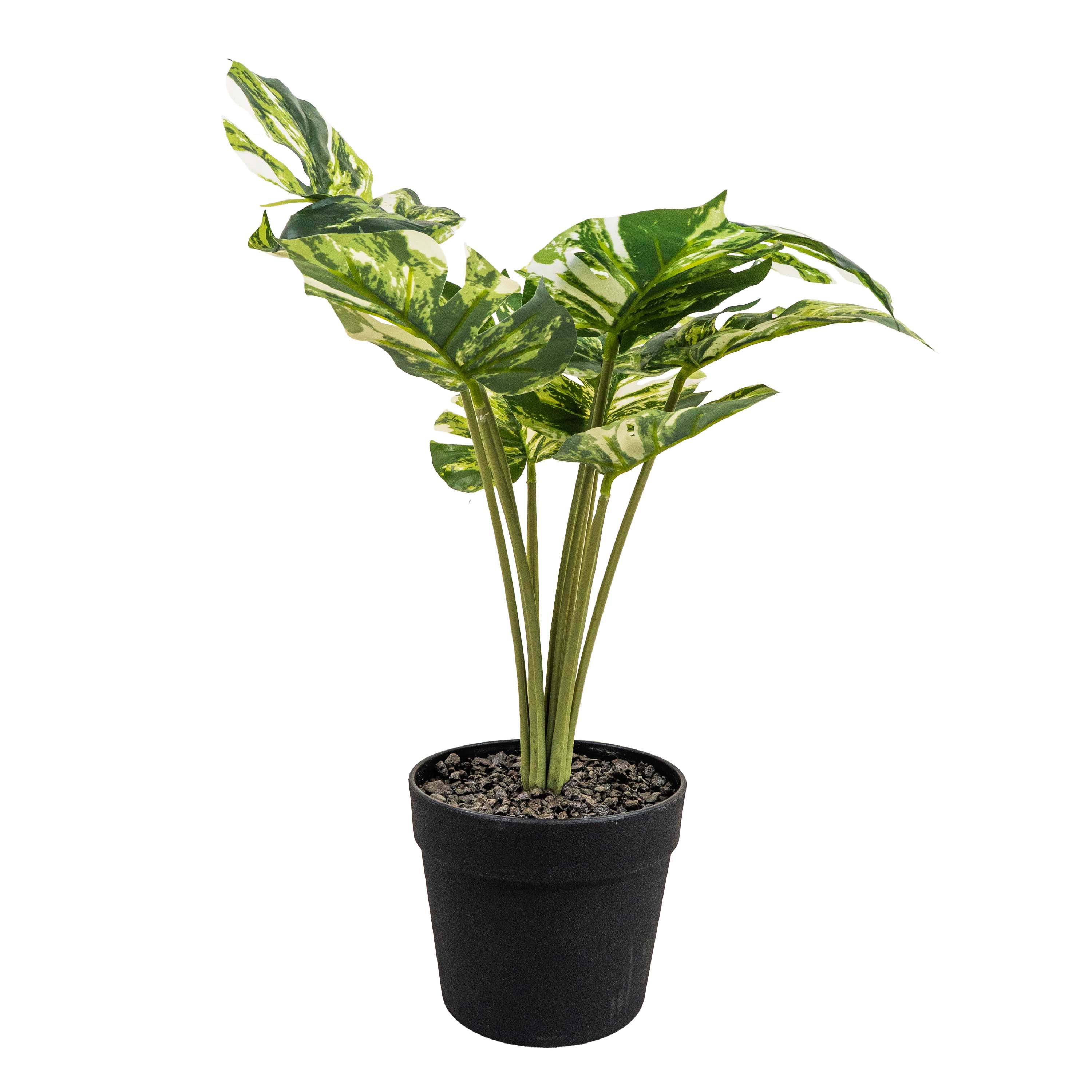 PINSTRIPE CALANTHEA FAUX PLANT