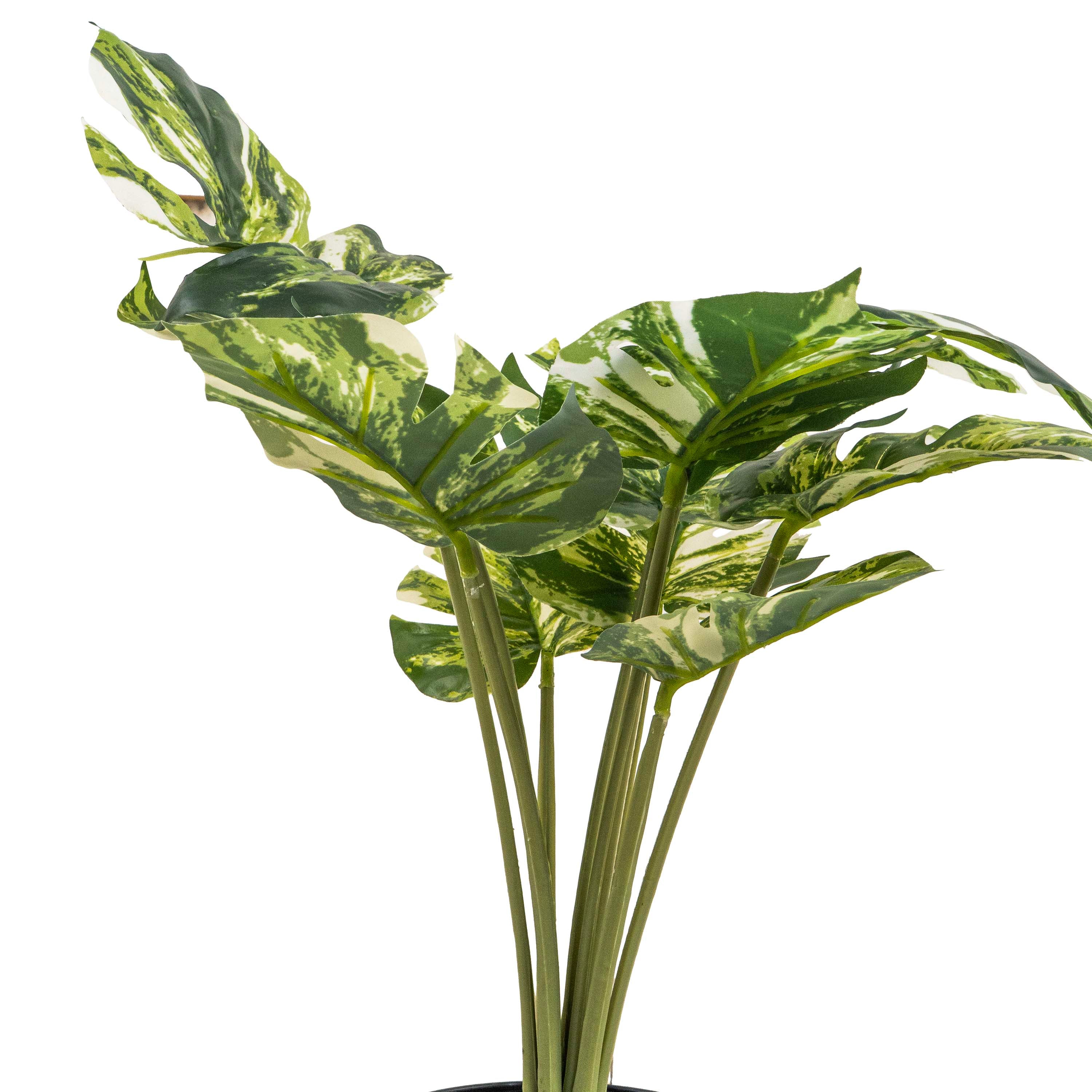 PINSTRIPE CALANTHEA FAUX PLANT