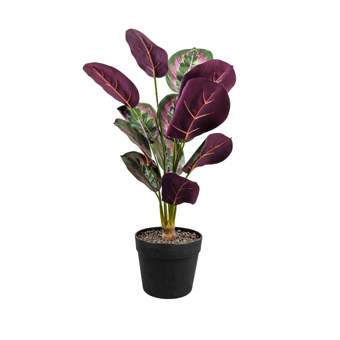 PINSTRIPE CALANTHEA FAUX PLANT
