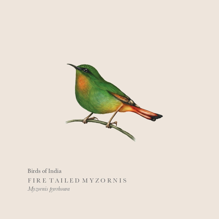Fire-tailed Myzornis Print