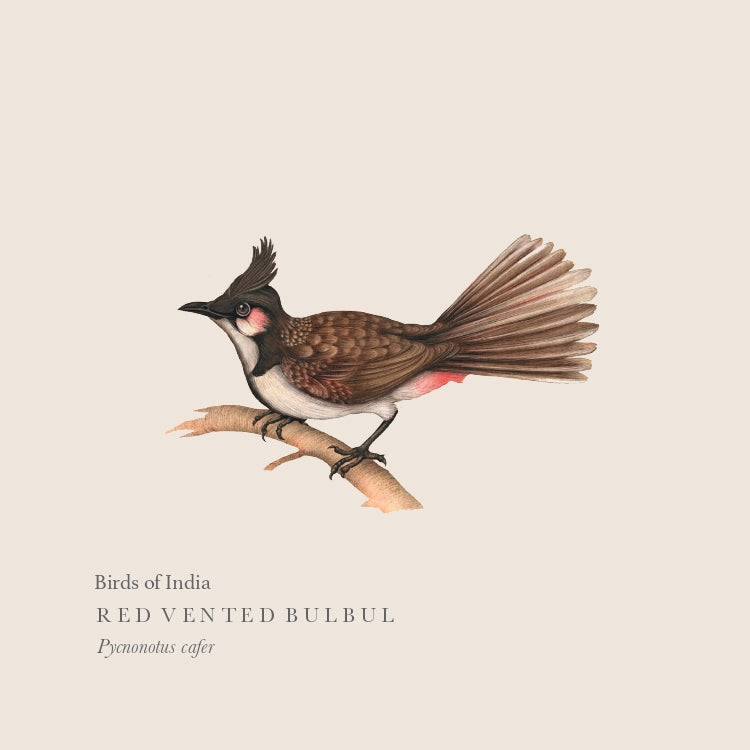 Red-vented Bulbul Print