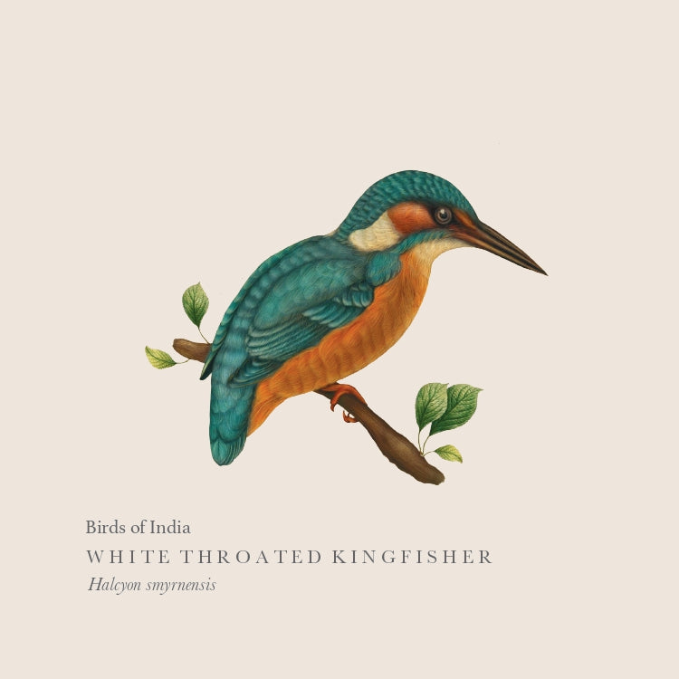 White-throated Kingfisher Print