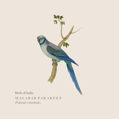 Malabar Parakeet Print