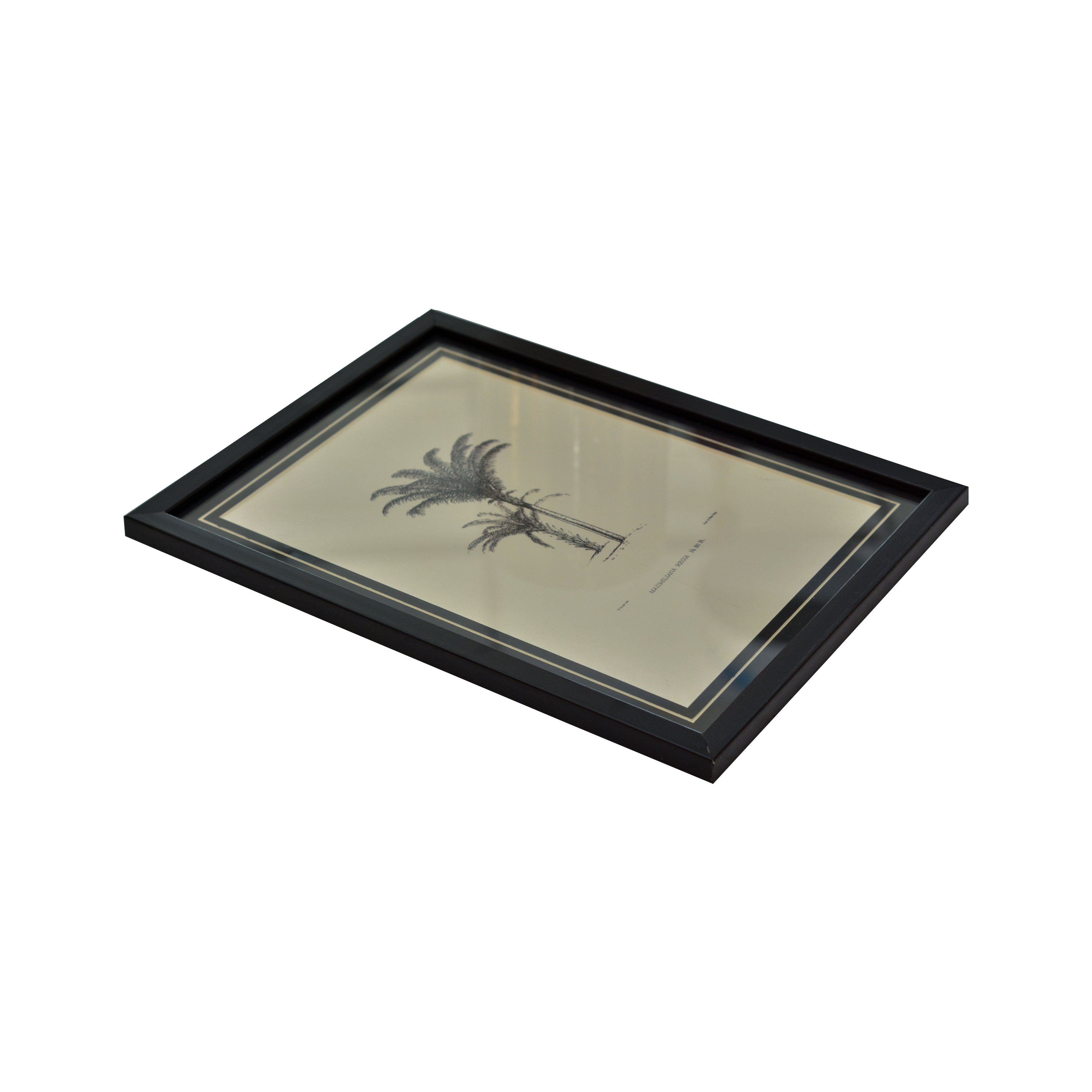 Tropical Print- Maximiliana Regia Frame