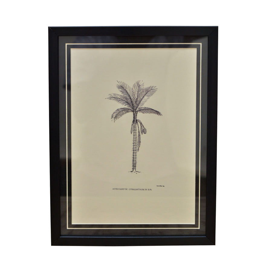 Tropical Print- Astrocaryum  Frame