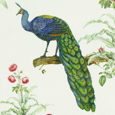 Birds of India Peacock