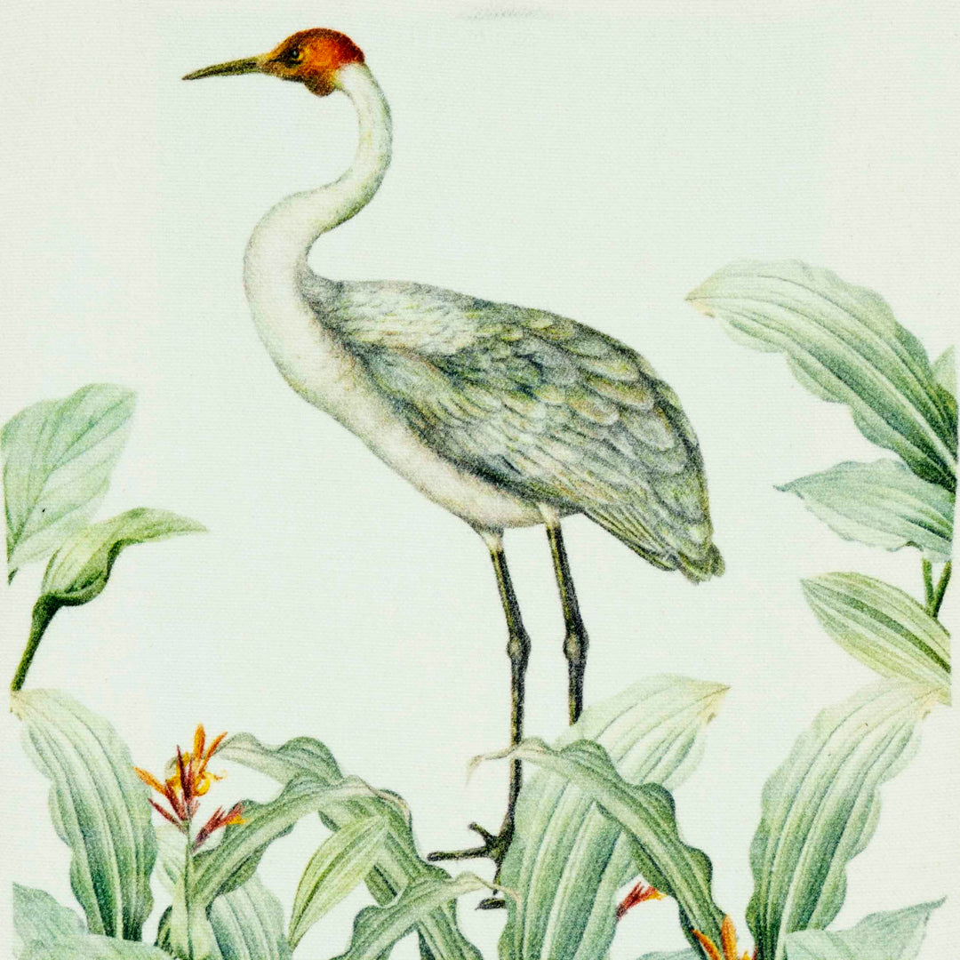 Birds of India Crane