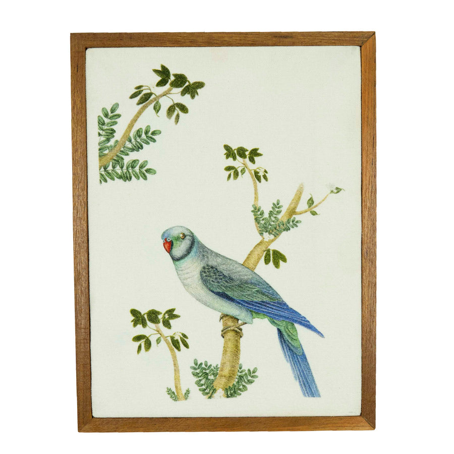 Birds of India Parakeet