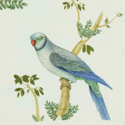 Birds of India Parakeet