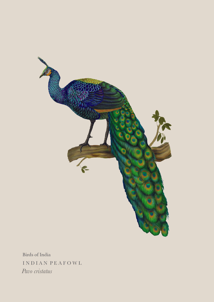 Indian Peafowl Wall Poster