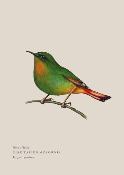 Fire-tailed Myzornis Wall Poster